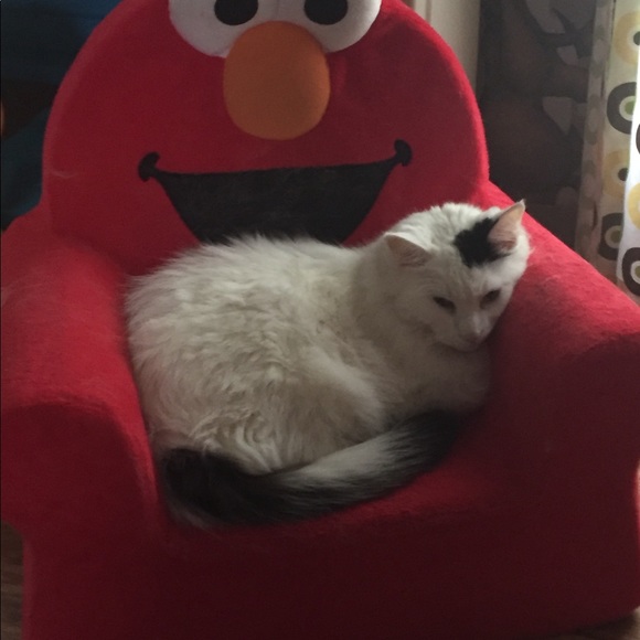 Meet your Posher, Terri- AKA dawgette4ever - Picture 8 of 8